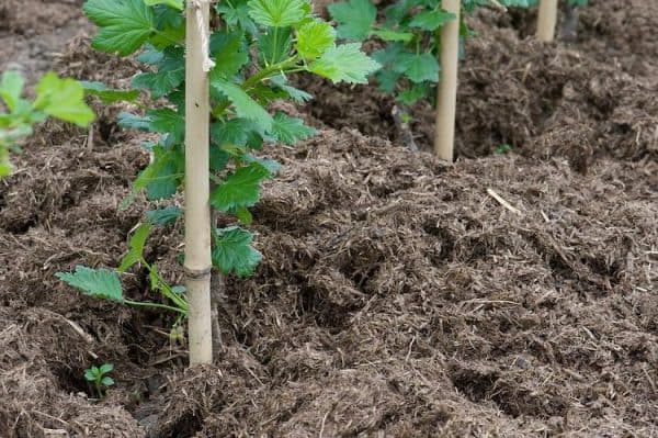 Why currants don’t bear fruit and what to do about it