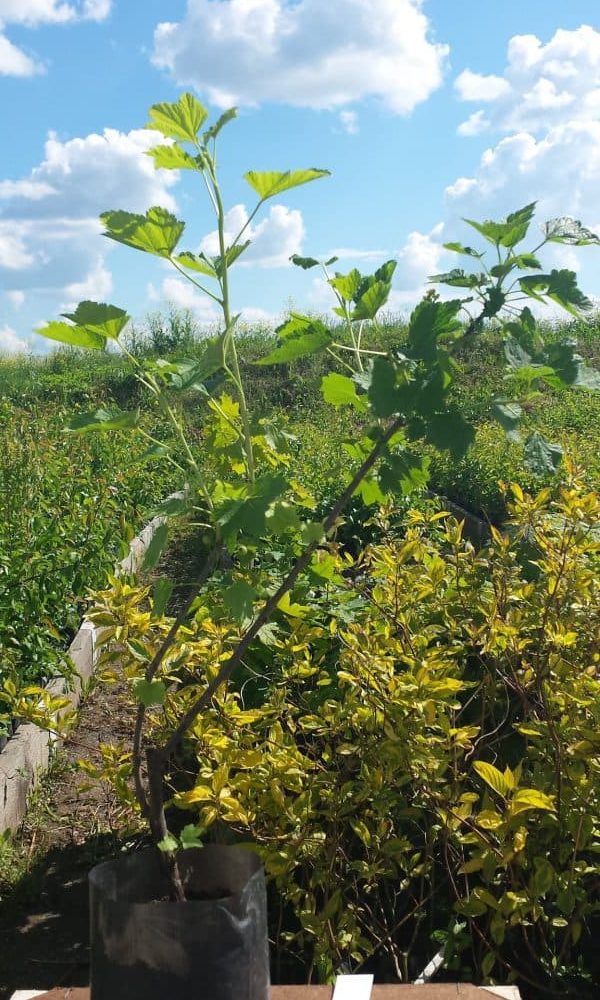 Why currants don’t bear fruit and what to do about it