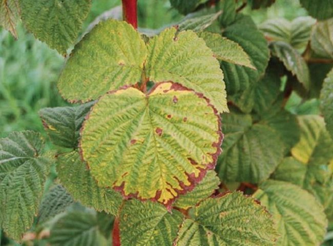 What to do if the taste of the berry harvest is disappointing: why are raspberries unsweetened and how to fix it