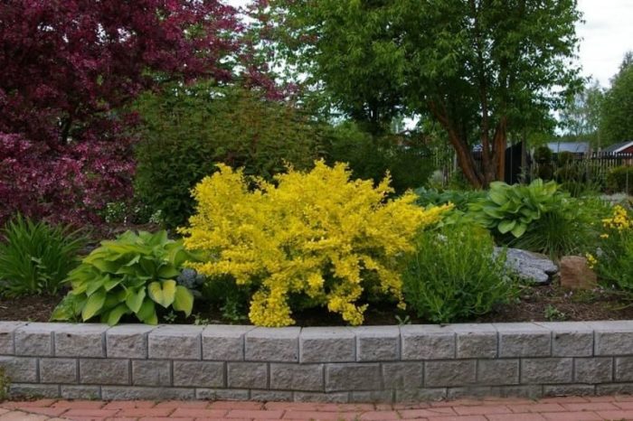 Proper use of barberry in landscape design for maximum aesthetics