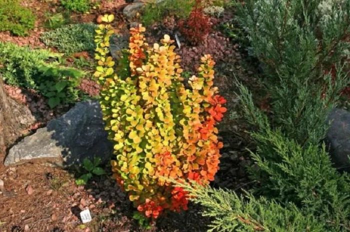 Proper use of barberry in landscape design for maximum aesthetics