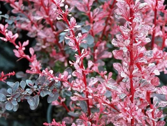 Proper use of barberry in landscape design for maximum aesthetics