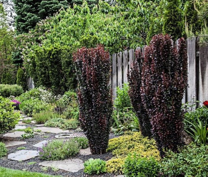 Proper use of barberry in landscape design for maximum aesthetics