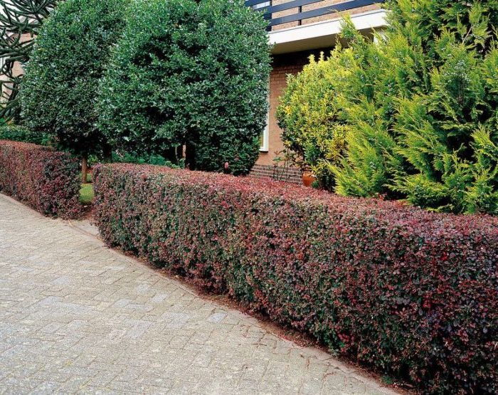 Proper use of barberry in landscape design for maximum aesthetics