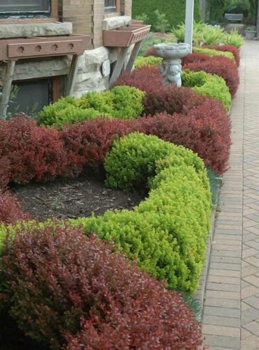 Proper use of barberry in landscape design for maximum aesthetics