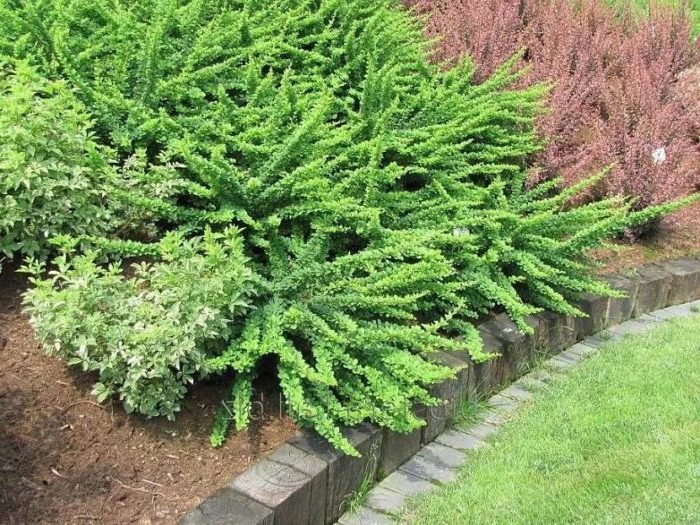 Proper use of barberry in landscape design for maximum aesthetics
