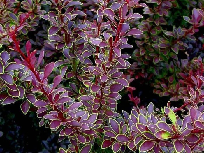 Proper use of barberry in landscape design for maximum aesthetics