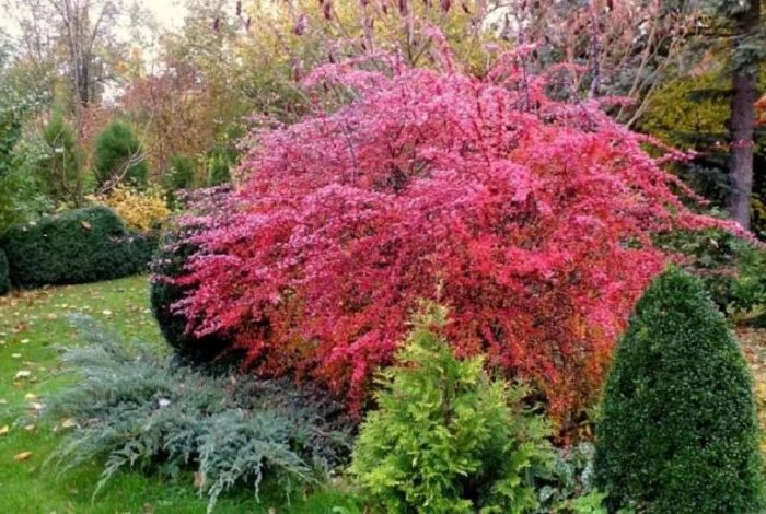 Proper use of barberry in landscape design for maximum aesthetics