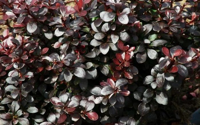 Proper use of barberry in landscape design for maximum aesthetics