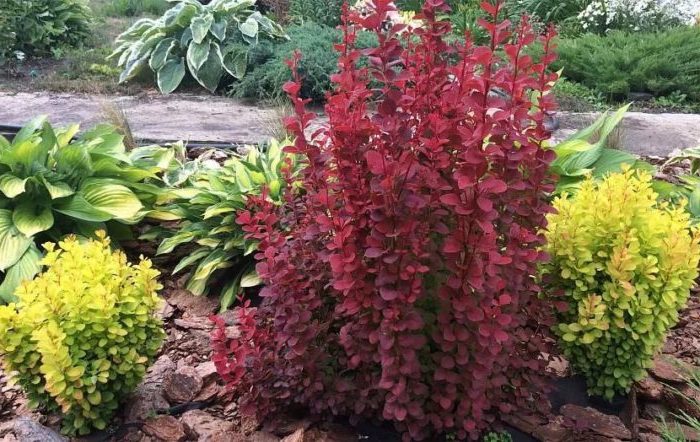 Proper use of barberry in landscape design for maximum aesthetics