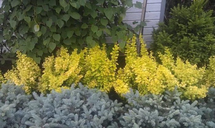 Proper use of barberry in landscape design for maximum aesthetics
