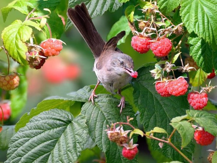 We save the harvest in the best ways: how to protect raspberries from birds